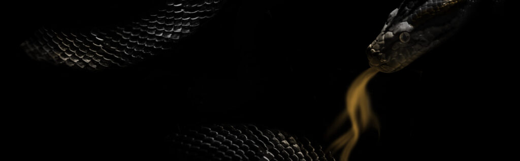 Nachtschattengewächse – Banner